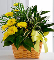 The FTD Loving Light Dishgarden