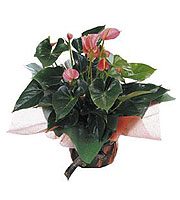 Anthurium