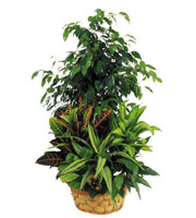 Arrangement of Plants