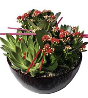 Arrangement of Plants