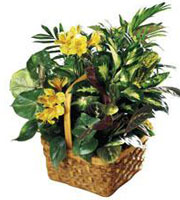 The FTD� A Bit Of Sunshine� Basket