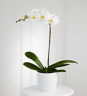 White Orchid Planter