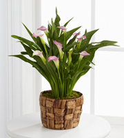 The FTD� Calla Lily Planter