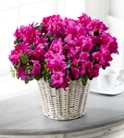 The FTD� Fuchsia Azalea Plant