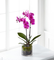 The FTD� Pink Orchid Plant