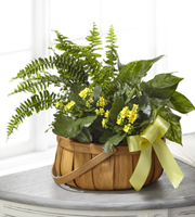 The FTD� Always Dear� Dishgarden