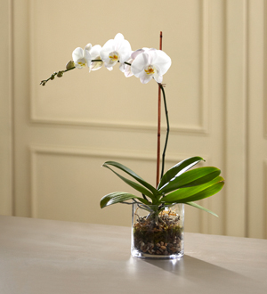 The FTD� White Orchid Planter