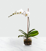 The FTD� White Orchid Planter