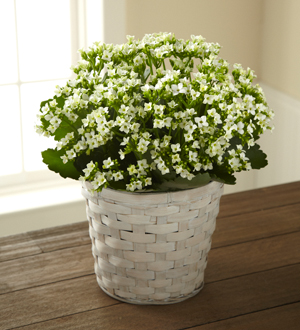 The FTD� White Kalanchoe